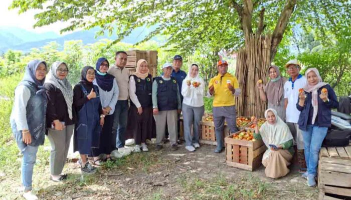 Pemkot Palu Pantau Pertanian Tomat dan Cabai Jelang Nataru