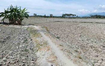 Kekeringan Landa Parigi Moutong, 3.000 Hektare Sawah Tadah Hujan Gagal Tanam