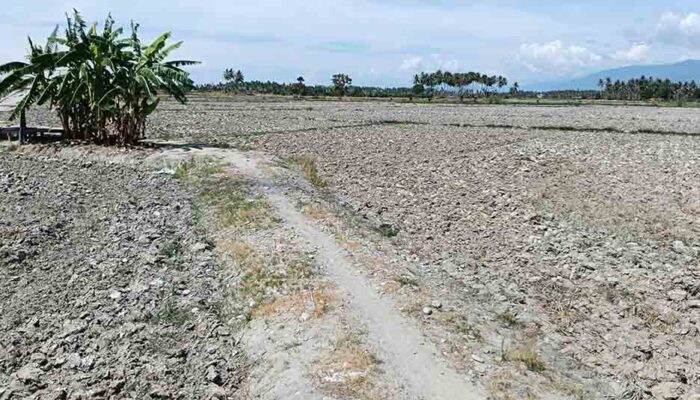 Kekeringan Landa Parigi Moutong, 3.000 Hektare Sawah Tadah Hujan Gagal Tanam