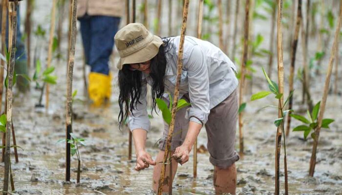 Mangrove IMIP Jadi Pelindung Alami Pantai dari Abrasi dan Perubahan Iklim