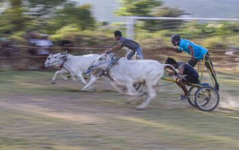 Hiburan dan Tradisi Bersatu di Lomba Gerobak Sapi