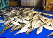 Pasokan Bertambah, Harga Ikan di Palu Berangsur Turun