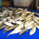 Pasokan Bertambah, Harga Ikan di Palu Berangsur Turun