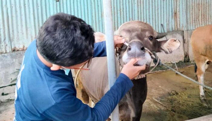 Mayoritas Sapi di Palu Dinyatakan Sehat dan Layak Kurban