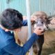 Mayoritas Sapi di Palu Dinyatakan Sehat dan Layak Kurban
