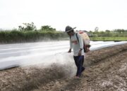 IMIP Integrasikan Petani Lokal ke Rantai Pasok Industri