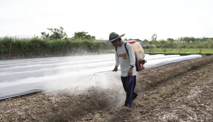 IMIP Integrasikan Petani Lokal ke Rantai Pasok Industri