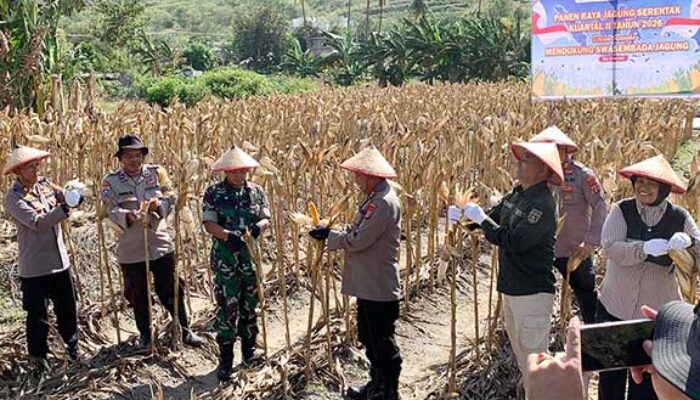 Panen Raya Jagung di Duyu, Dukung Ketahanan Pangan