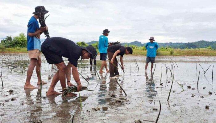P2MO Lindungi Pesisir Parigi Moutong dengan Mangrove