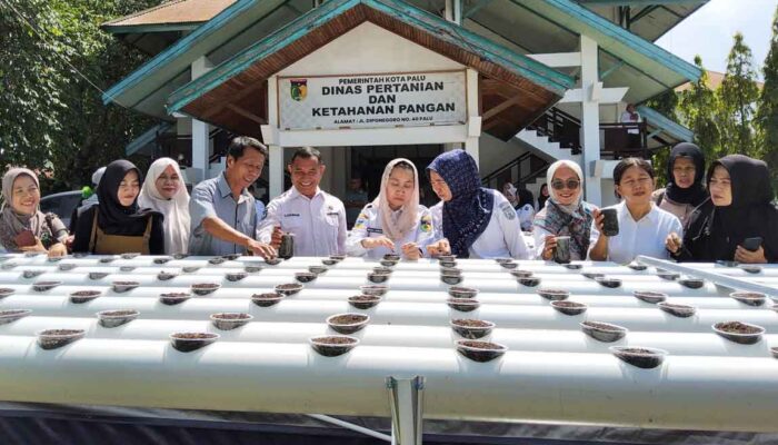 Dorong Urban Farming, DPKP Palu Gelar Pelatihan Budidaya Hidroganik