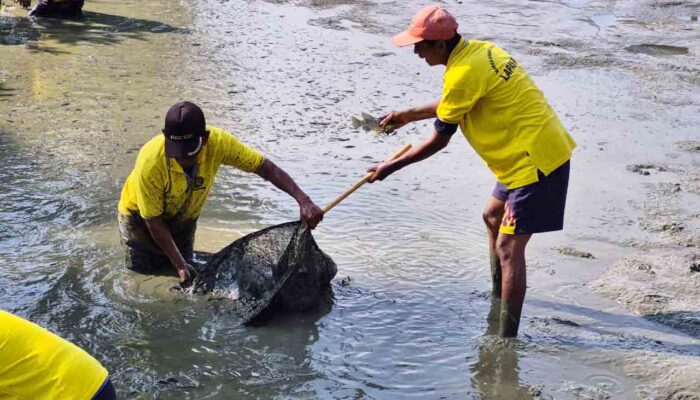 Dukung Ketahanan Pangan, Lapas Parigi Panen Puluhan Kilo Ikan
