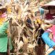 Dukung Ketahanan Pangan, Polres Parimo Panen Jagung dan Bagi Alsintan