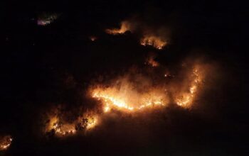 Diduga Akibat Puntung Rokok, 100 Hektare Lahan di Banggai Terbakar