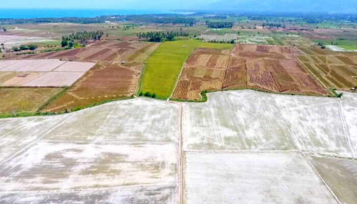 Kemarau Panjang, 1.400 Hektar Lahan Pertanian di Parimo Terancam Gagal Panen