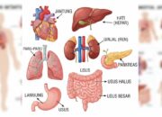 Enam Organ Vital yang Bisa Didonorkan untuk Menyelamatkan Nyawa