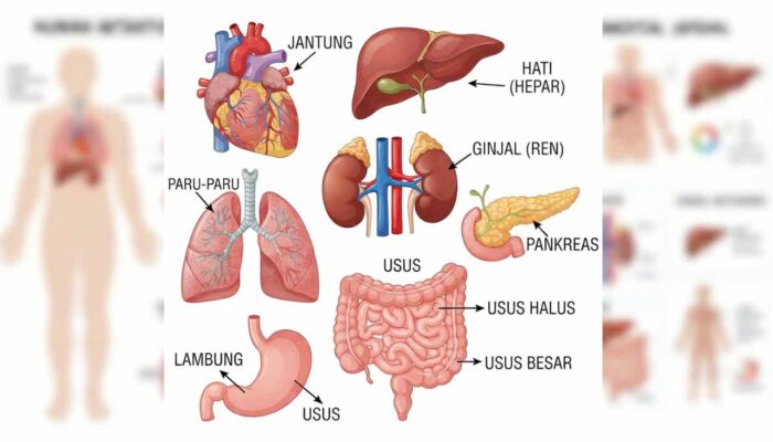 Enam Organ Vital yang Bisa Didonorkan untuk Menyelamatkan Nyawa