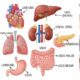 Enam Organ Vital yang Bisa Didonorkan untuk Menyelamatkan Nyawa