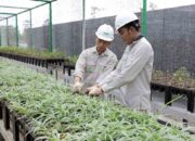 Dorong Dekarbonisasi Industri, PT IMIP Tingkatkan Kapasitas Pembibitan Tanaman