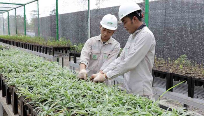 Dorong Dekarbonisasi Industri, PT IMIP Tingkatkan Kapasitas Pembibitan Tanaman