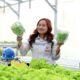 Dari Lab Nikel ke Kebun Hidroponik: Kisah Meidi Merawat Selada di Tengah Industri Morowali